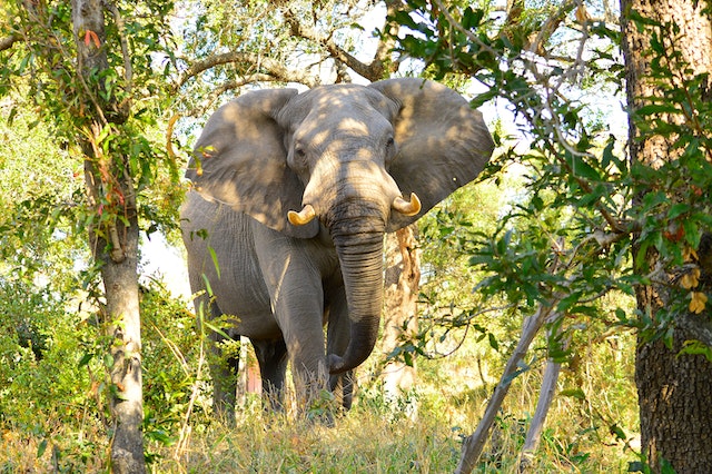 Hunting ElephantIn South Africa