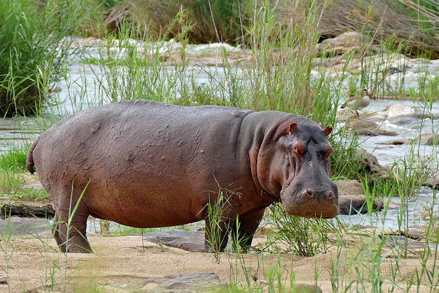 Hunting HippopotamusIn South Africa